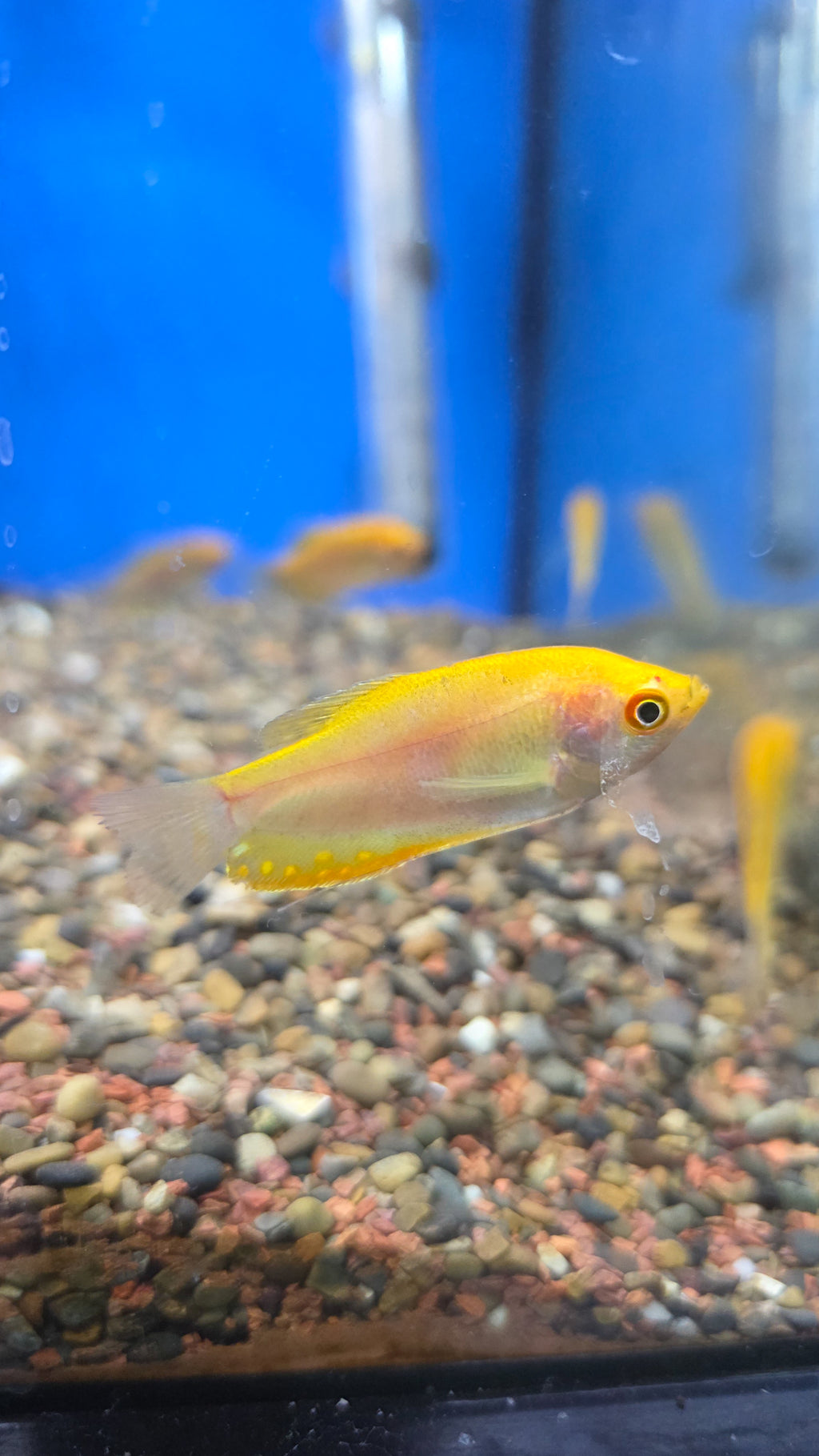 Gold Gouramis