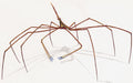 Arrow-Crab