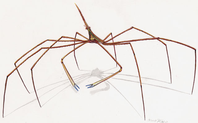 Arrow-Crab