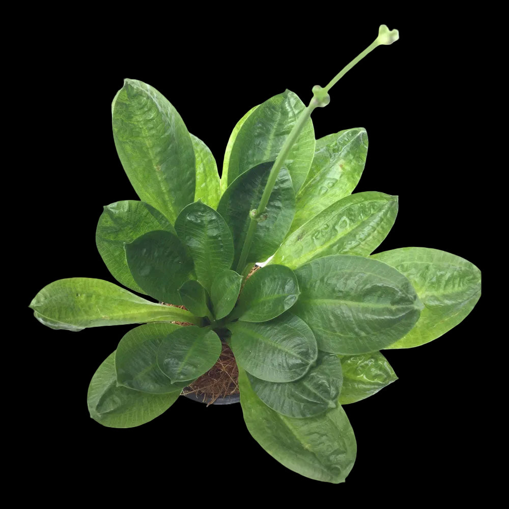 Amazon-Sword-Rosette