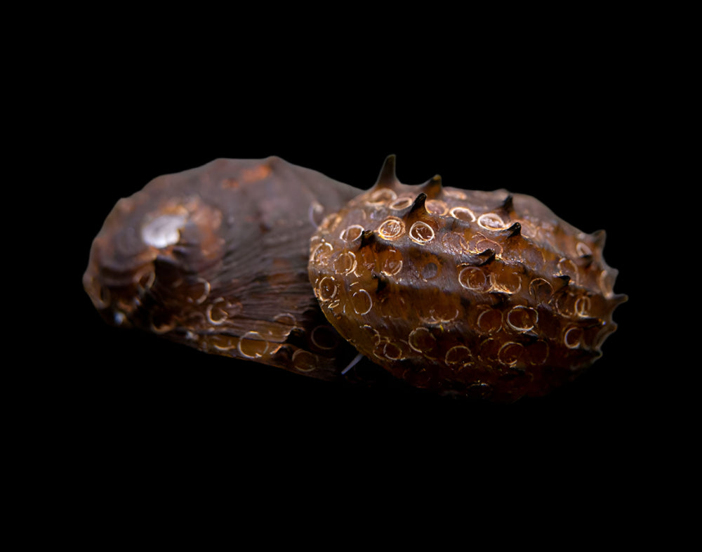 AlgaeKING Koopa Snail